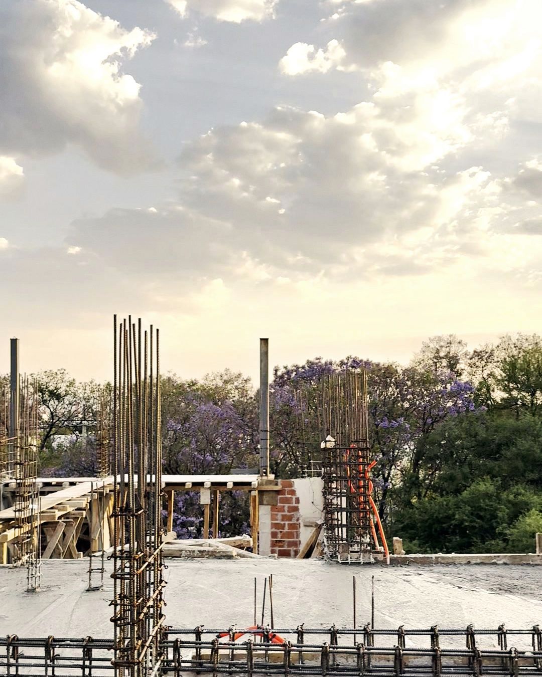 Jacarandas alrededor de la obra
