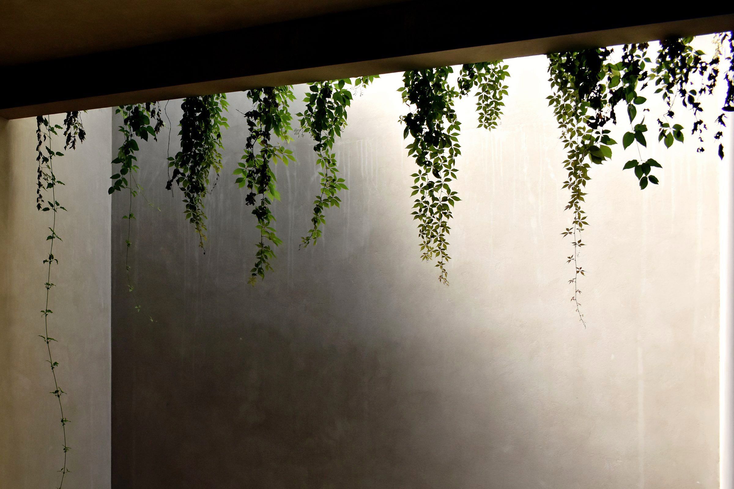 Patio con enredadera y luz