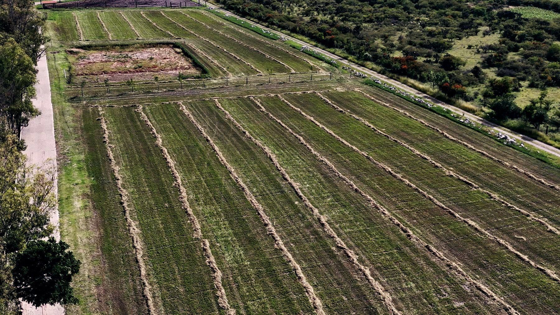 Calzada de eucaliptos junto al predio
